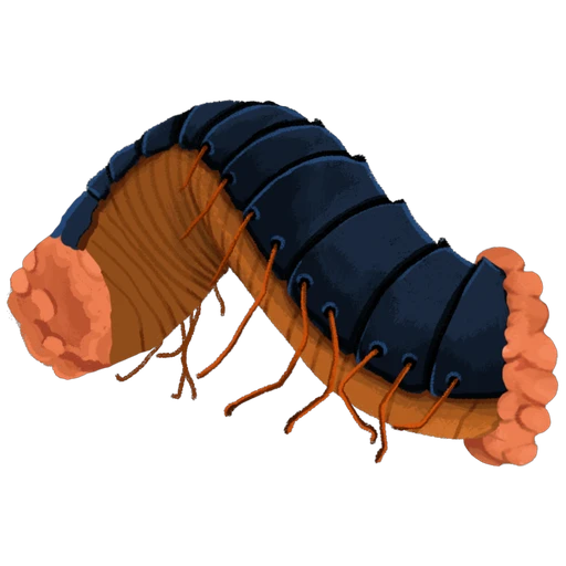 Decimillipede Segment (Front)